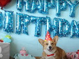 Fête d'anniversaire pour un Welsh Corgi Pembroke