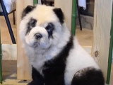 Des chiens colorés en panda dans un café à animaux