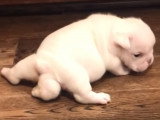 Un chien Bouledogue Anglais né avec cinq pattes