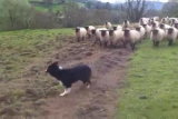 Ce chien de berger… a peur des moutons !