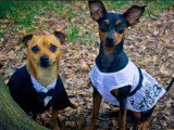 Le  mariage d'un couple de chiens