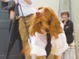 Un chien apporte les alliances lors d'un mariage