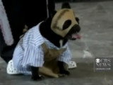 Un concours de déguisement de chiens pour Halloween
