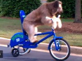 Un chien pédale et fait du vélo dans la rue