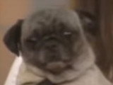 Un chiot Carlin qui sait dire « I love you »