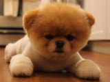 Boo, le chien le plus mignon du monde
