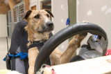 On peut apprendre à un chien à conduire : la preuve