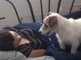 Jesse, un chien Jack Russel qui sait tout faire
