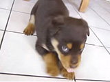 Un chiot en colère s'en prend à la caméra