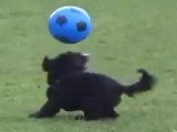 Un chien qui joue au football comme un professionel