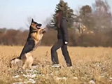 Un Berger Allemand capable de nombreux mouvements et tours