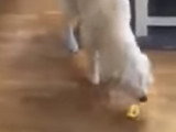 Curieuse réaction d'un chien après avoir goûté un citron