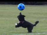Un chien footballeur en démonstration à Manchester United
