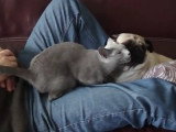 Une séance de câlins entre un chat et un chien