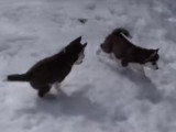 Des chiots Huskies Sibériens jouent dans la neige