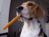 Un Beagle amusant et aux journées bien remplies