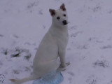 Un chien Jindo découvre de neige pour la première fois