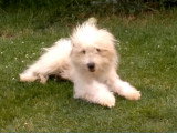 Un chiot Labrit qui n'arrête pas de se rouler dans l'herbe