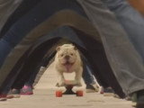 Otto le Bulldog décroche un nouveau record en skateboard
