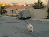 Promener son chien avec un drone