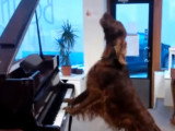 Un chien Irish Setter chante et joue du piano