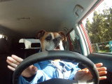 Un chien en train de conduire une voiture (humoristique)