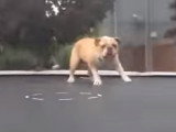 Un Bouledogue Anglais s'amuse sur un trampoline
