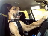 Porter, le premier chien qui conduit une voiture