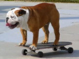 Un chien qui adore faire du skateboard et du surf