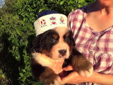 Des chiots Bouvier Bernois découvrent le monde