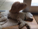 Un Caniche se fait masser par un chat