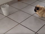 Un Carlin qui aboie sur... un pot de fleurs !