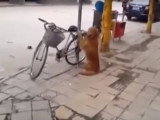 Un chien Golden Retriever protège un vélo