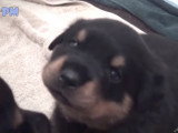 Compilation des chiots Rottweiler les plus mignons