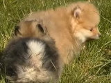 D'adorable chiots Spitz Nains jouant ensemble