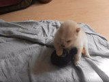 Un bébé Spitz Allemand encore un peu maladroit