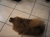 Ce chien Spitz Allemand déteste le son de l'harmonica