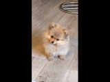 Un Loulou de Poméranie très mignon et joyeux