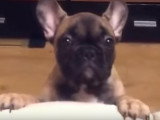 Ce chiot fait tout pour avoir le droit de monter sur le lit