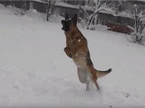 Un Berger Allemand qui adore jouer avec la neige