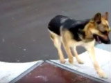 Un Berger Allemand échoué à monter sur une rampe de skateboard