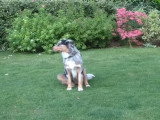 Wifi, un adorable Berger Australien Bleu Merle