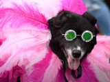 Rassemblement de chiens déguisés pour Halloween à New-York