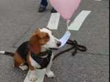 Ce Basset de Westphalie ne pourra pas faire chien messager