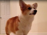 Un Welsh Corgi Pembroke joue à la balle