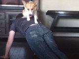 Compilation de petites vidéos amusantes de Welsh Corgi
