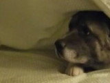 Un chien tâche d'aider à refaire le lit