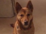 Un American Dingo découvre son nouveau jouet et... prend peur !