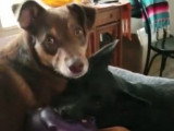 Deux American Dingos pris sur le fait
