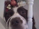 Un chien transformé en sapin de Noël